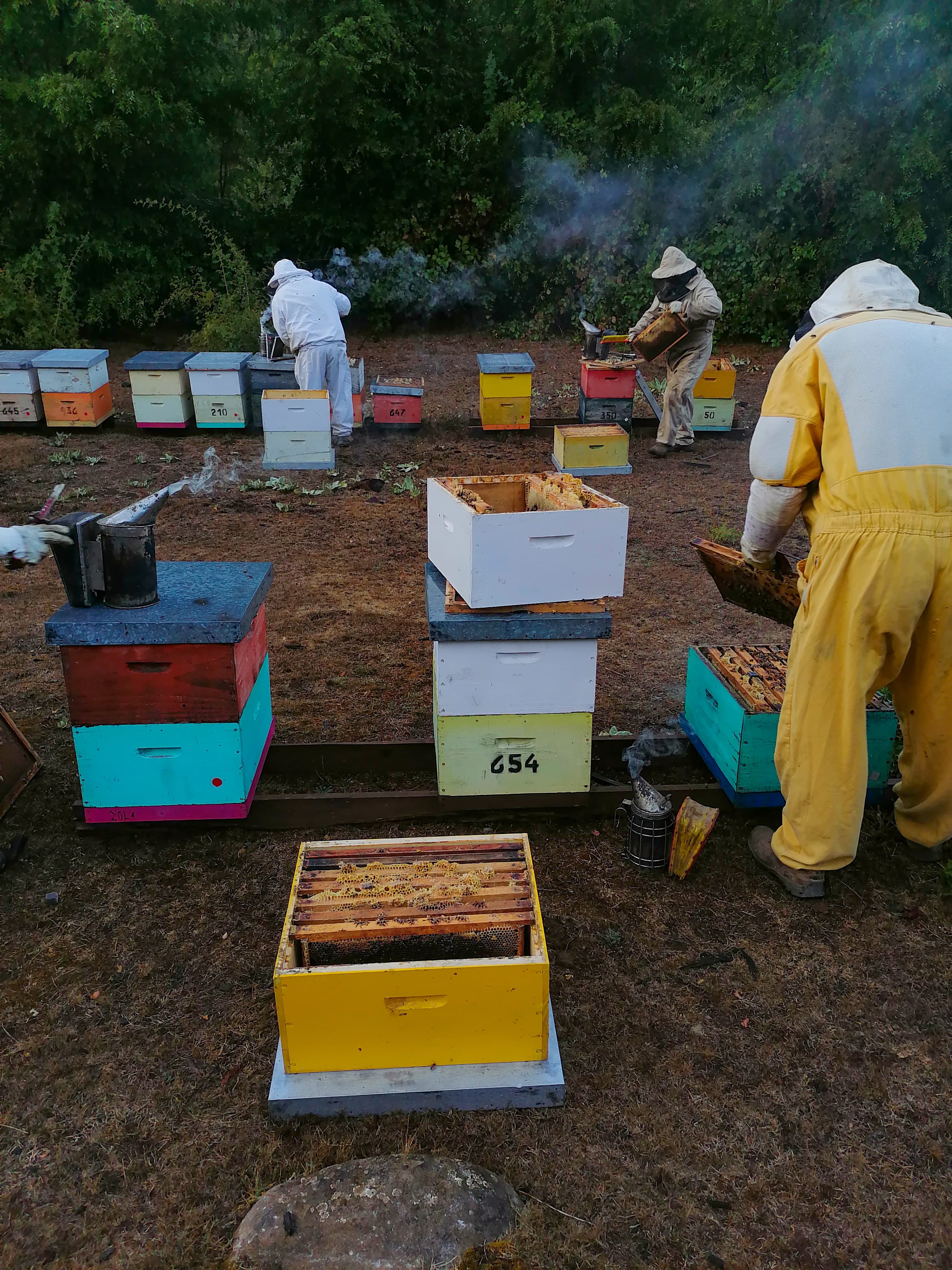 Imagen de Galería Apimiel